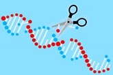 DNA scissors